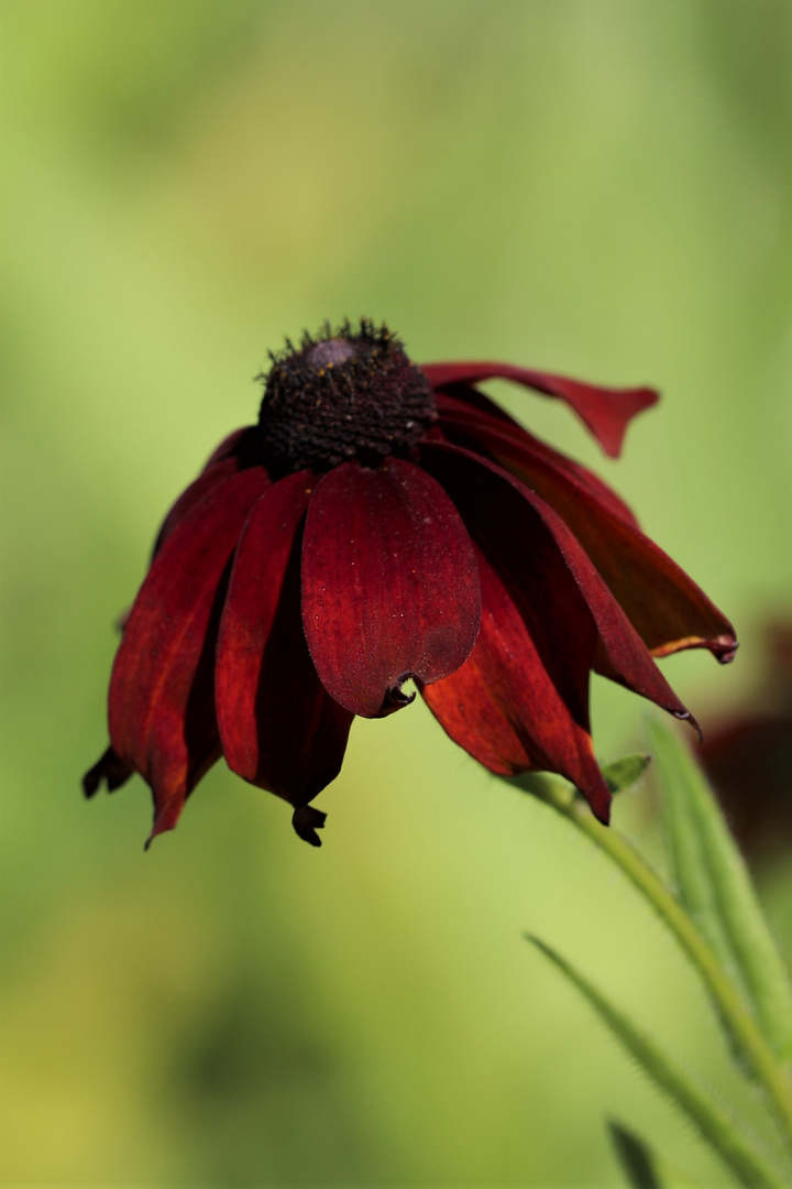 Sonnenhut (Echinacea purpurea)