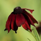 Sonnenhut (Echinacea purpurea)