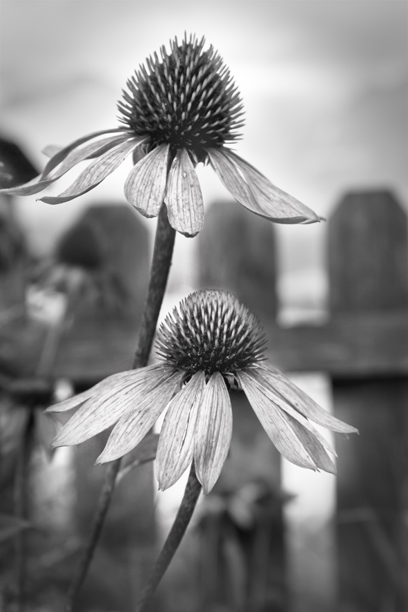 Sonnenhut (Echinacea purpurea)