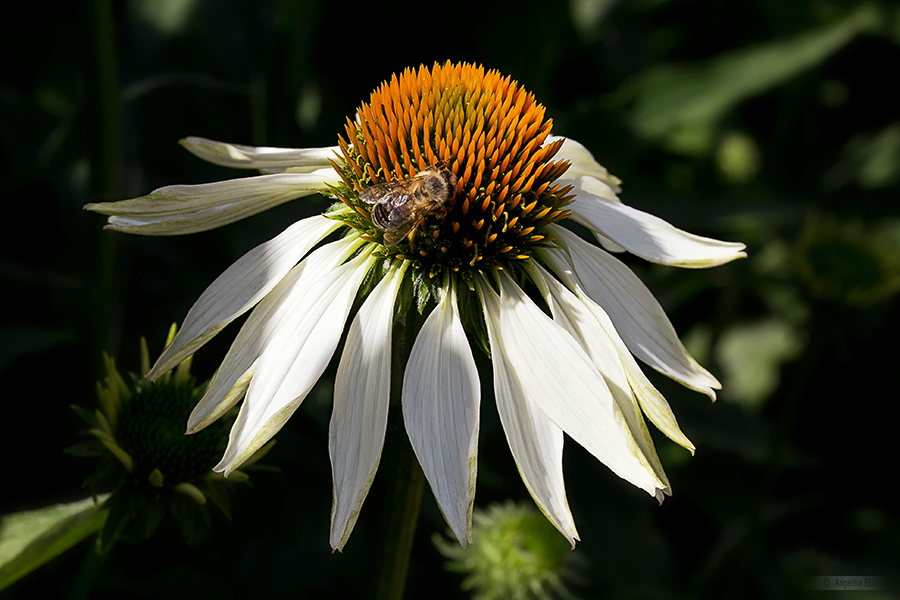 Sonnenhut - (Echinacea purpurea 'Alba')