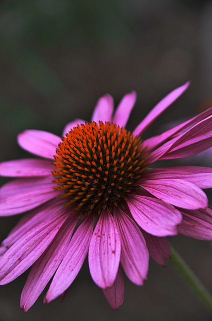 Sonnenhut | Echinacea purpurea