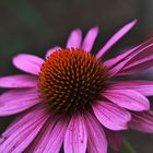 Sonnenhut | Echinacea purpurea