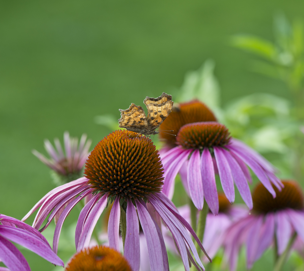 Sonnenhut Echinacea purpurea mit Falter 