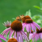 Sonnenhut Echinacea purpurea mit Falter 