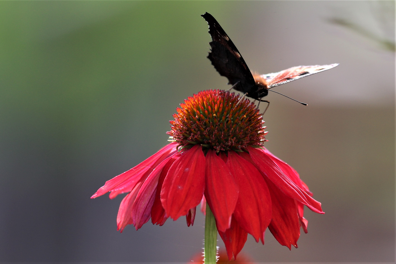 Sonnenhut (Echinacea purpurea) mit Schmetterling drauf