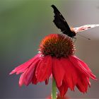 Sonnenhut (Echinacea purpurea) mit Schmetterling drauf