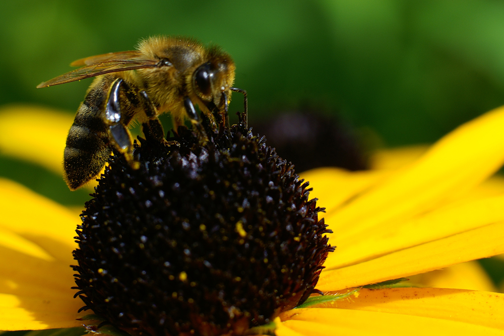Sonnenhut - einer der letzten Honig- und Pollenspender im Spätherbst