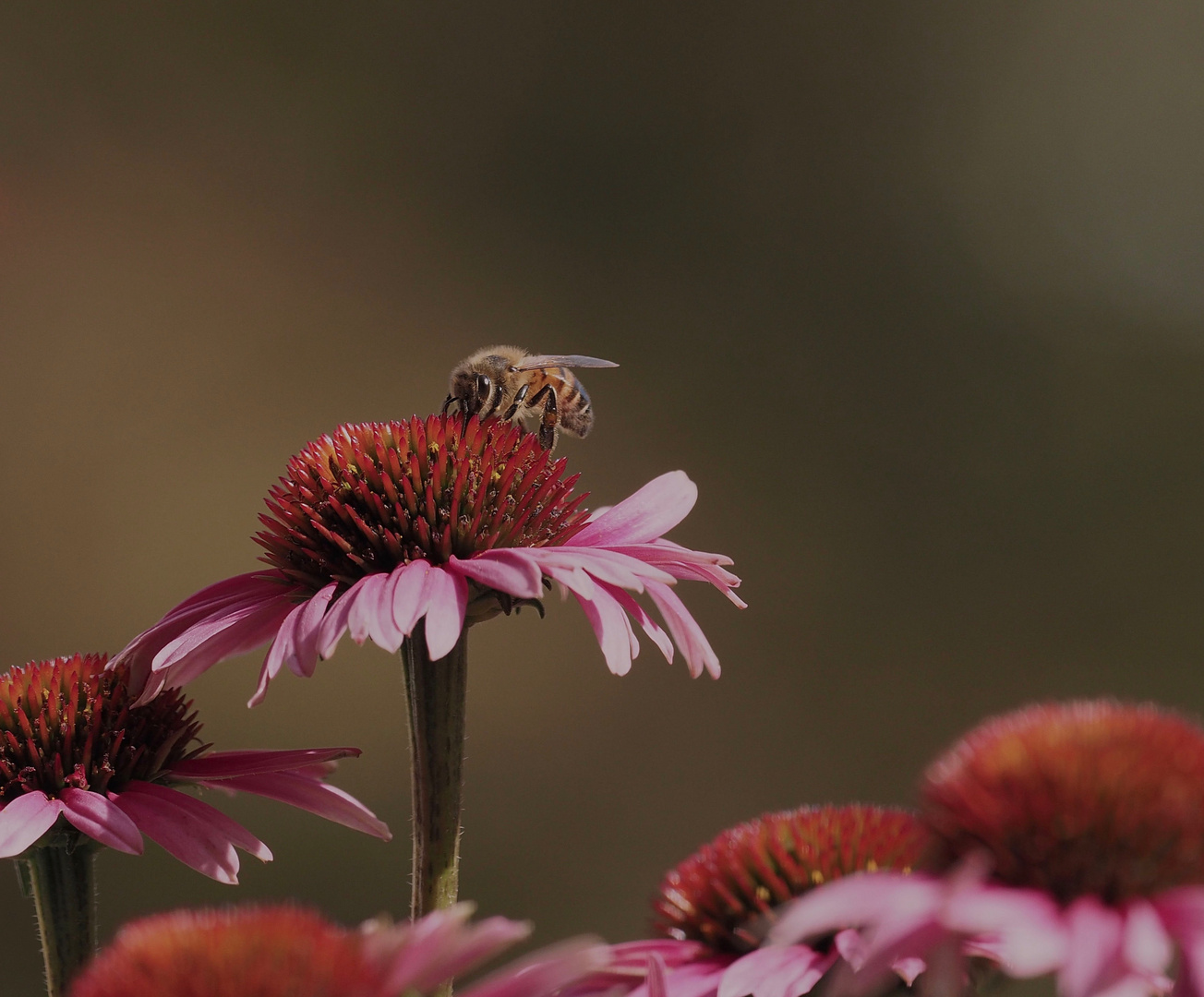 Sonnenhut für die Bienen... tut immer gut! :-)