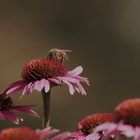 Sonnenhut für die Bienen... tut immer gut! :-)