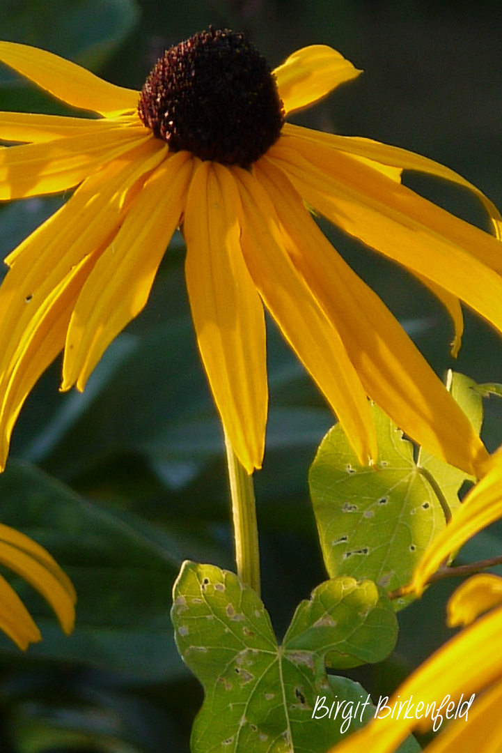 Sonnenhut im Garten