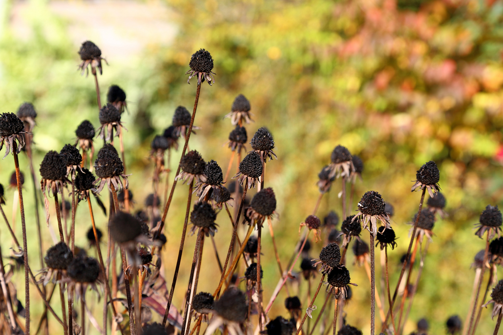 Sonnenhut im Herbst (II)