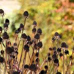 Sonnenhut im Herbst (II)