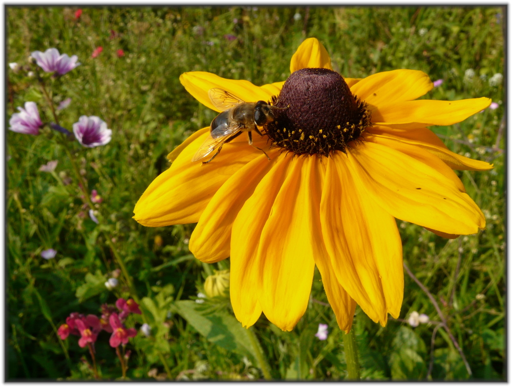 Sonnenhut mit Besuch