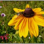 Sonnenhut mit Besuch