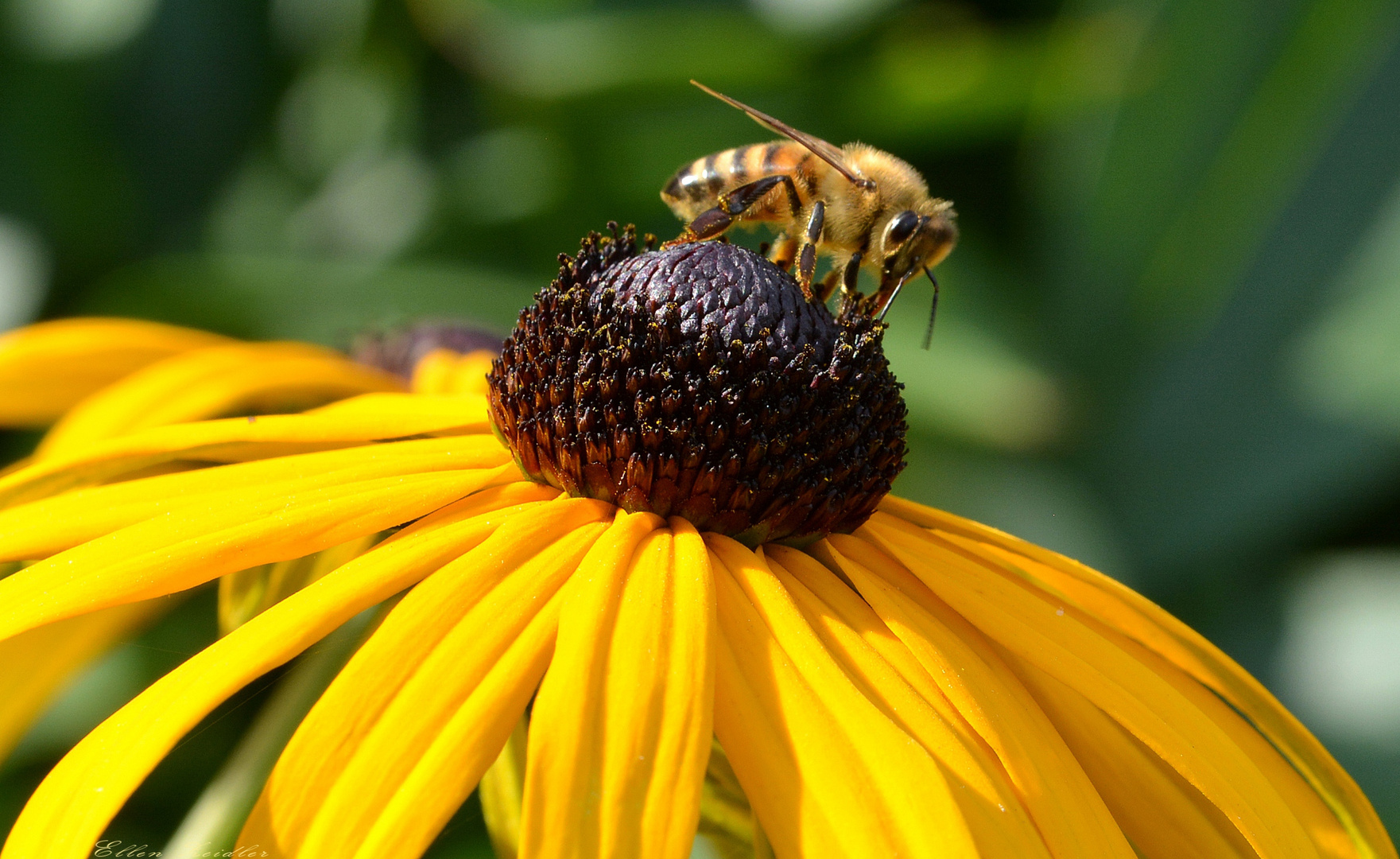 Sonnenhut mit Bienendeko