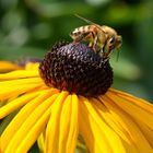 Sonnenhut mit Bienendeko