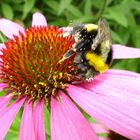 Sonnenhut mit einer Hummel