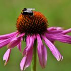 Sonnenhut mit Hummel (1)