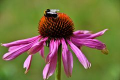 Sonnenhut mit Hummel (1)