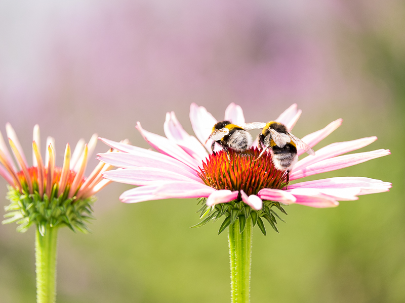 Sonnenhut mit Hummel 2