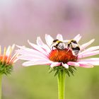 Sonnenhut mit Hummel 2