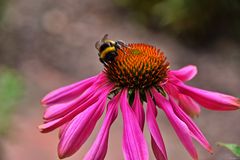 Sonnenhut mit Hummel (2)