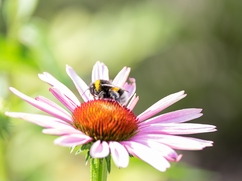 Sonnenhut mit Hummel