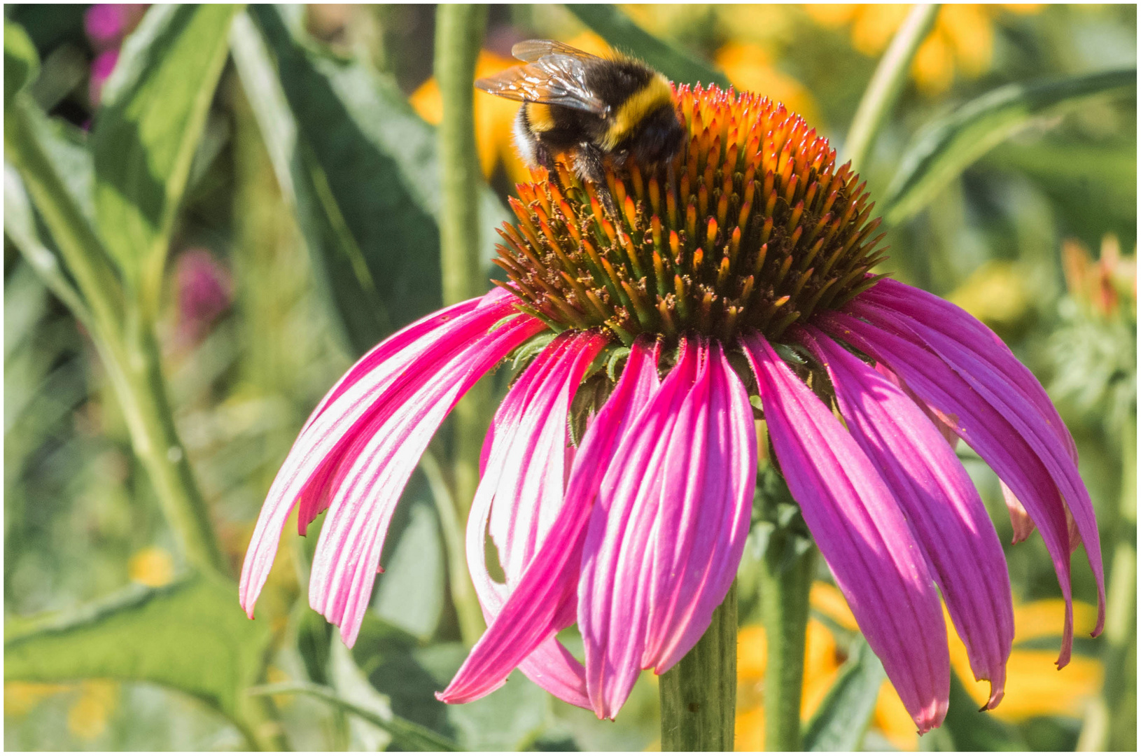 Sonnenhut mit Hummel