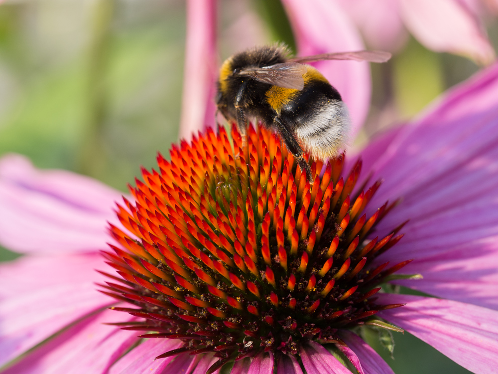 Sonnenhut mit Hummel