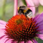 Sonnenhut mit Hummel