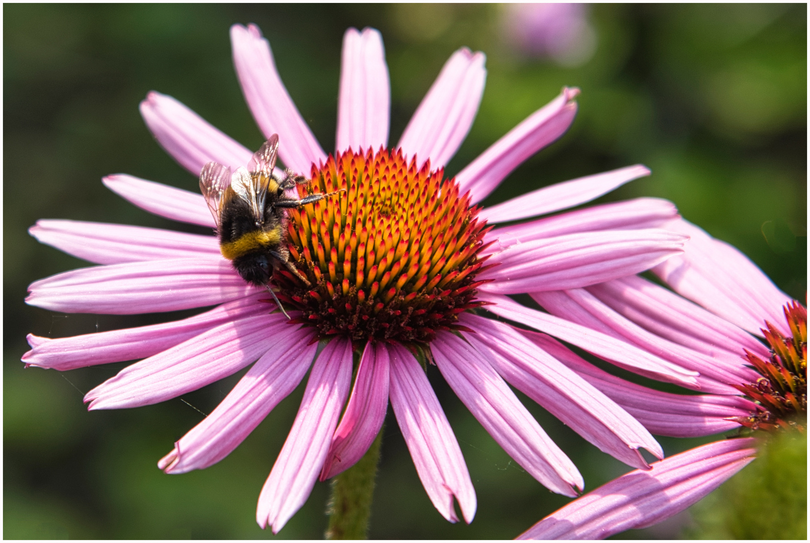 Sonnenhut mit Hummel