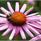 Sonnenhut mit Hummel