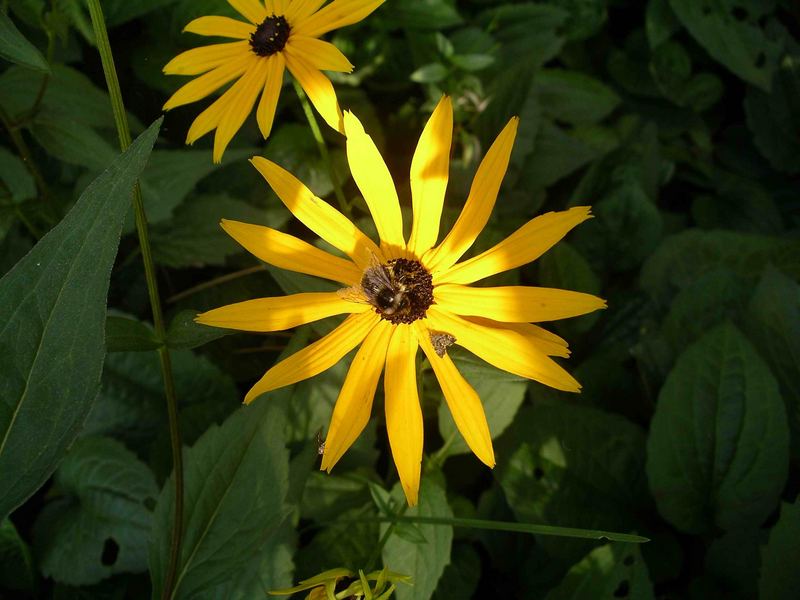 Sonnenhut mit Insekten