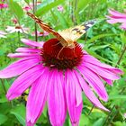 Sonnenhut mit Schmetterling 1