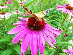 Sonnenhut mit Schmetterling 1