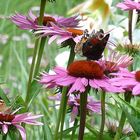 Sonnenhut mit Schmetterling 2