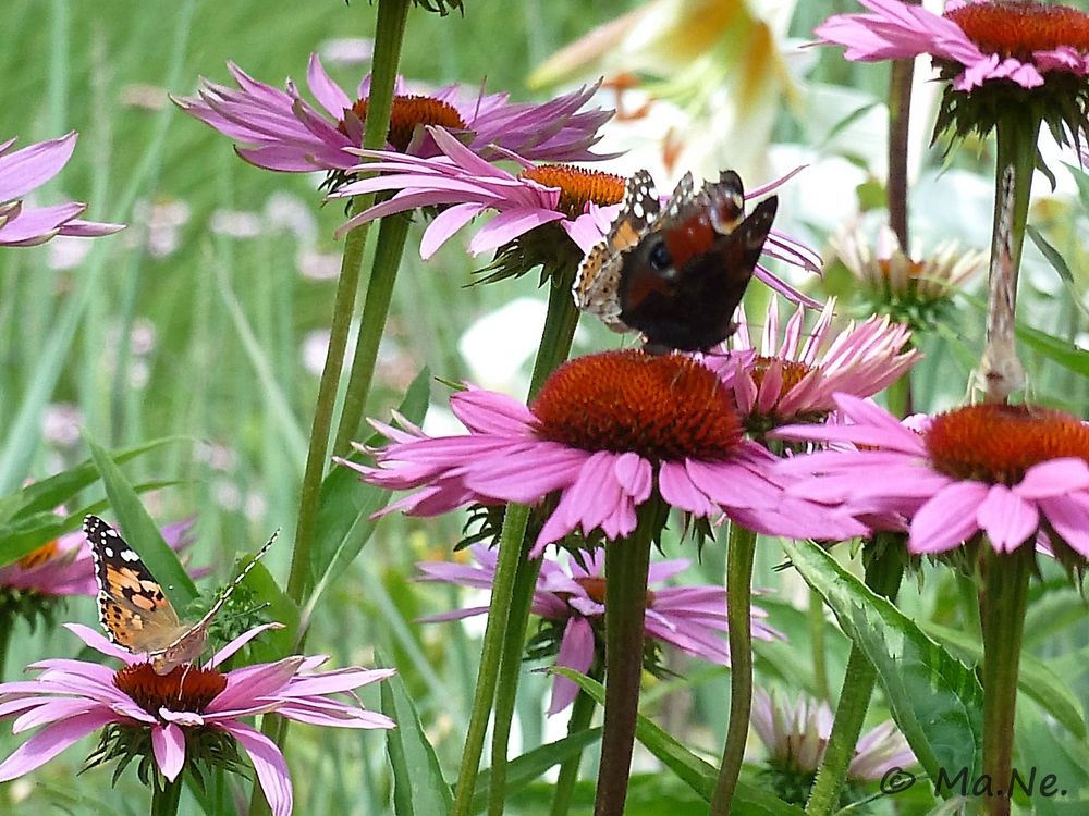 Sonnenhut mit Schmetterling 2