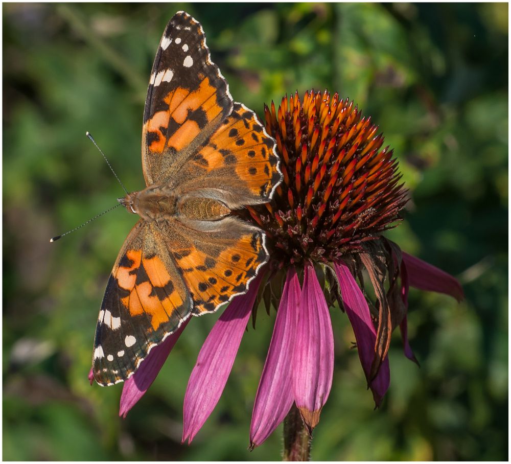 Sonnenhut mit Schmetterling