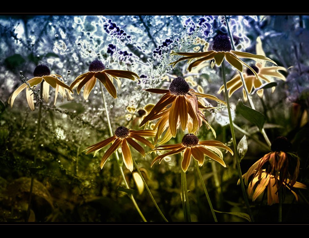 Sonnenhut (Rudbeckia)