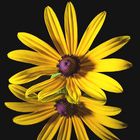 Sonnenhut (Rudbeckia)