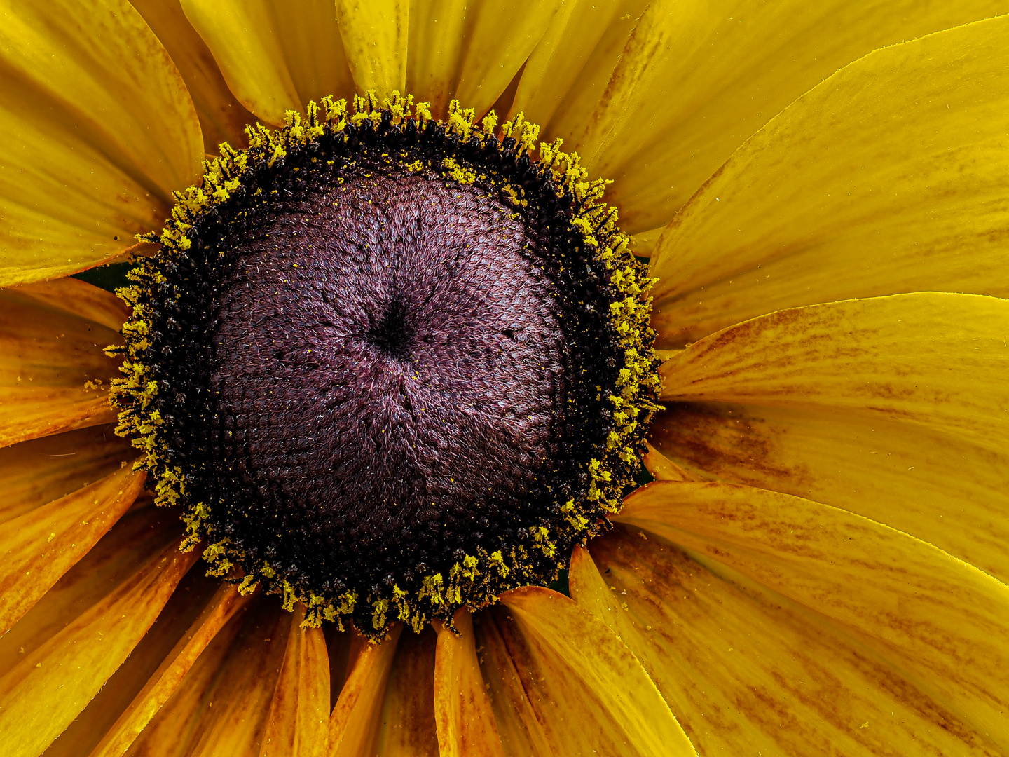 Sonnenhut (Rudbeckia)