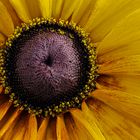 Sonnenhut (Rudbeckia)