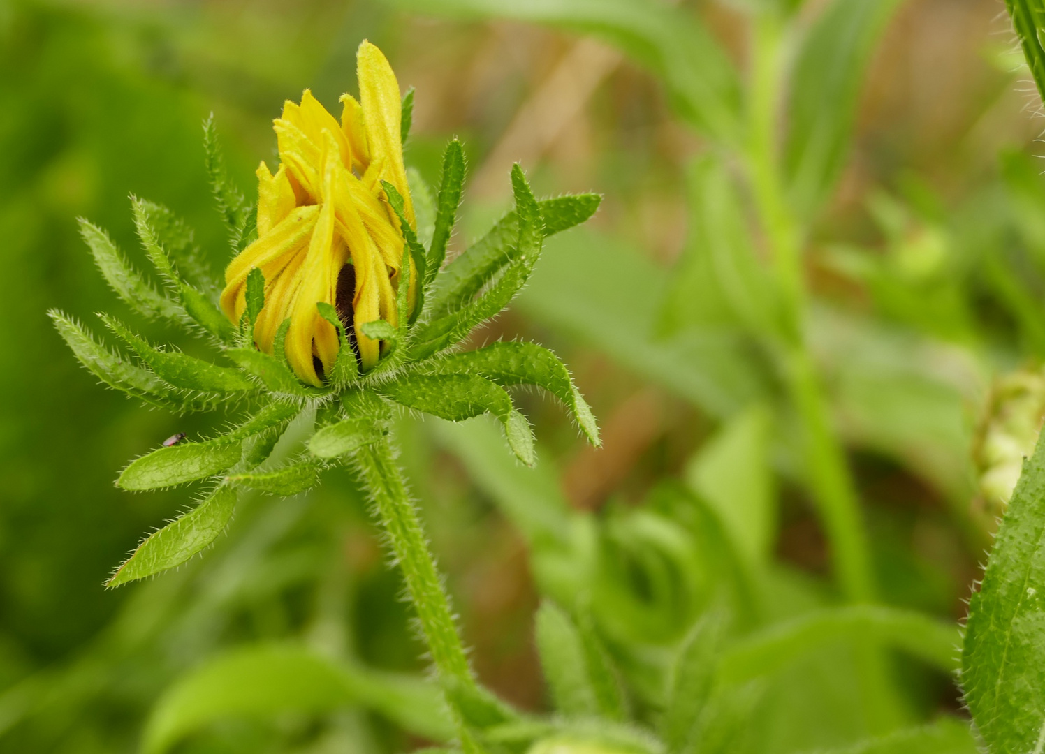 Sonnenhut (Rudbeckia)