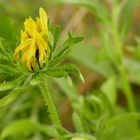 Sonnenhut (Rudbeckia)