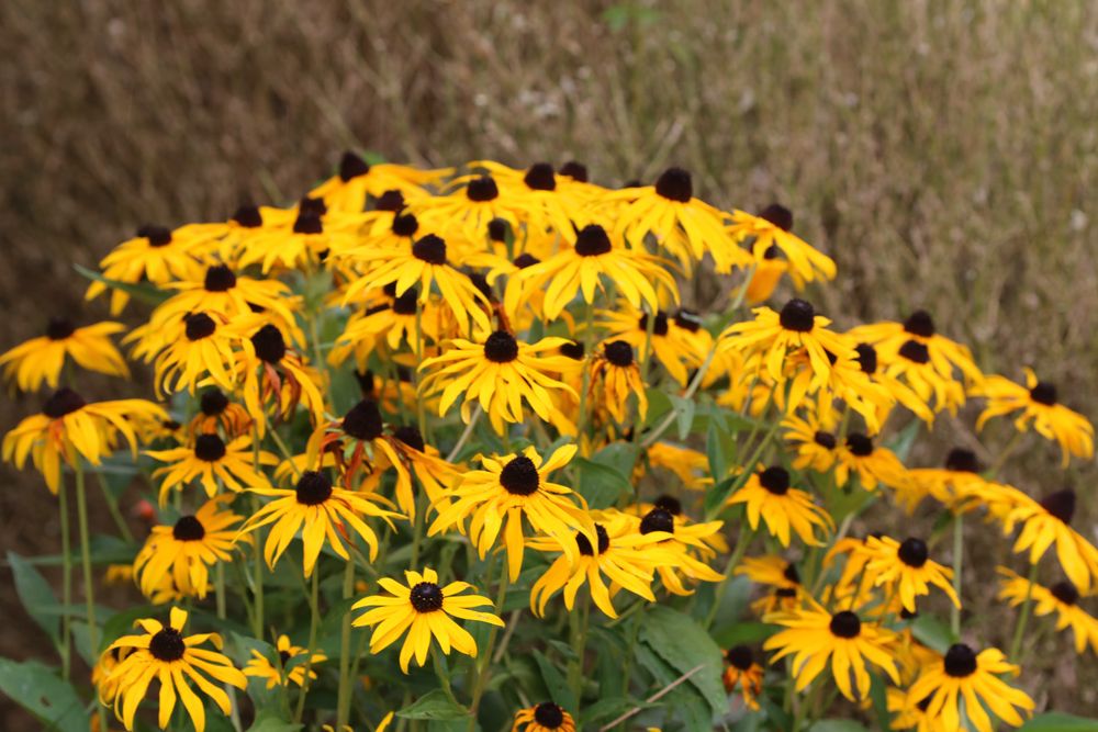 Sonnenhut, Rudbeckia