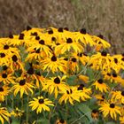 Sonnenhut, Rudbeckia