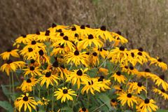 Sonnenhut, Rudbeckia