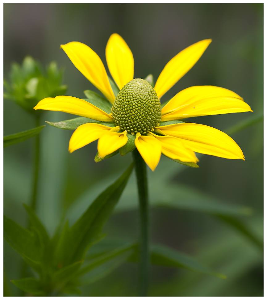 Sonnenhut - Rudbeckia