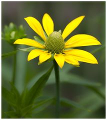 Sonnenhut - Rudbeckia