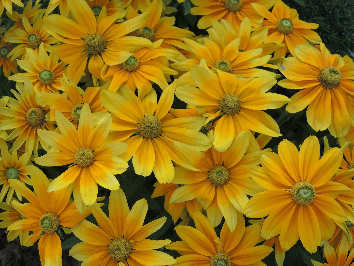 Sonnenhut Rudbeckia "Prairie sun" (Rudbeckia hirta)